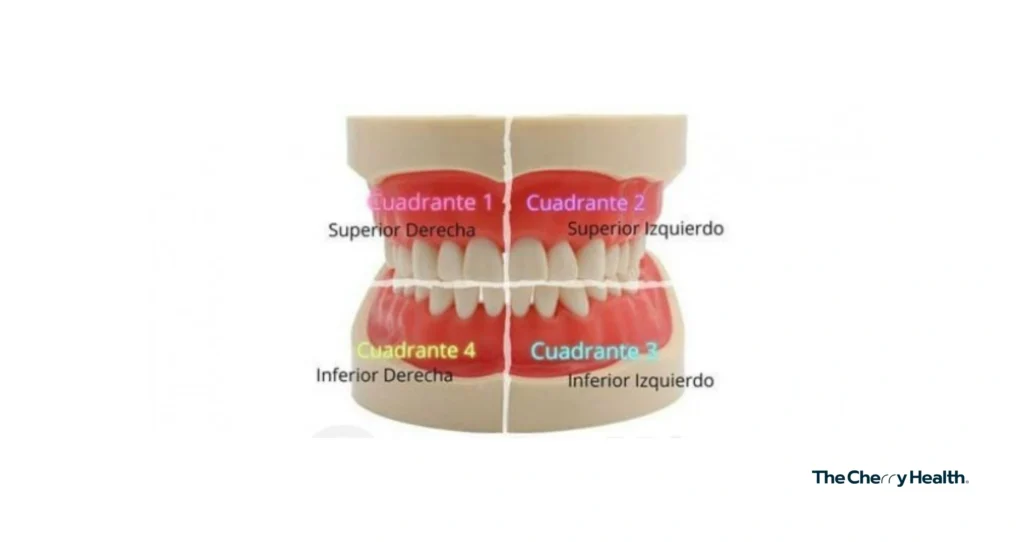 cuadrante maxilar 1